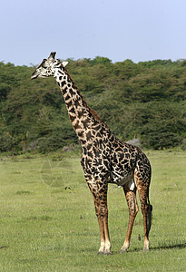 Giraffe 吉拉法卡梅罗帕达里斯野生动物动物场地假期图片