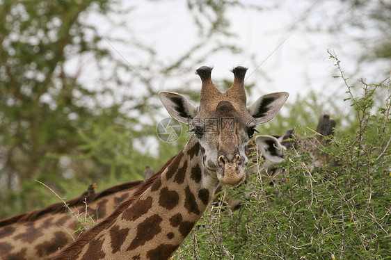 Giraffe 吉拉法卡梅罗帕达里斯假期野生动物场地动物图片