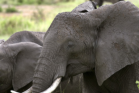 大象非洲大象象牙场地假期动物野生动物图片