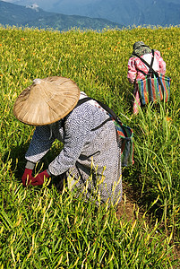 在农场工作的老虎李名人百合食物叶子农村环境爬坡女性地面收成农民图片