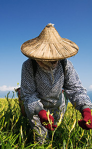 在农场工作的老虎李名人场地蓝色女性村庄收成草原叶子农民食物生长图片