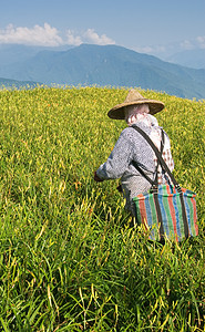 在农场工作的老虎李名人地面收成蓝色植物工人场地叶子农民村庄农村图片