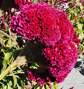 脑花树叶绿色粉色花朵叶子植物图片