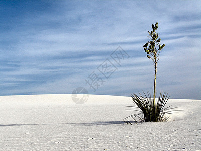 白沙叶子白色植物图片