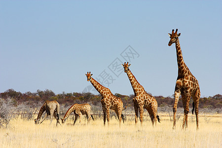长颈鹿群体斑点野生动物游戏食草假期衬套旅行荒野公园旅游图片