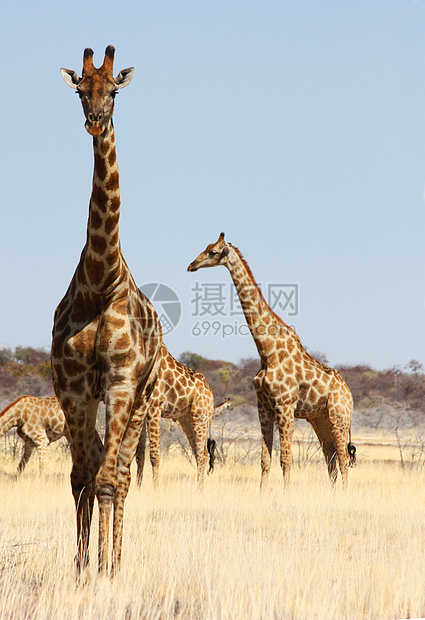 长颈鹿群体公园脖子天空旅游食草动物动物园野生动物蓝色游戏图片