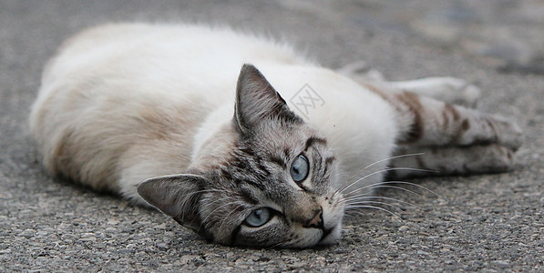 猫咪躺在人行道上图片