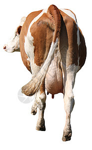 母牛背后乳房爪子山脉眼睛农民奶牛头发耳朵尾巴绿色图片