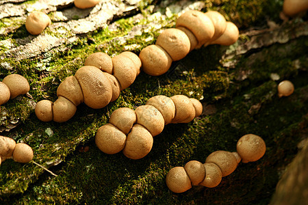 树上的蘑菇植物苔藓荒野菌类蔬菜绿色森林食物图片