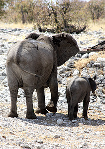 非洲大象类非洲国家组动物野生动物沙漠方法团体栖息地家庭哺乳动物树干荒野图片