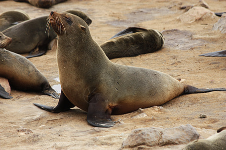 棕褐色海豹弧脑膜海岸海洋哺乳动物棕色动物群动物弧形毛皮捕食者食肉图片