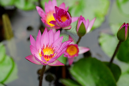 莲花花花瓣花园季节植物荷花宏观公园池塘百合明信片图片