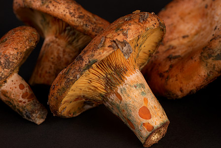 红松松蘑菇宏观橙子乳菇水平图片