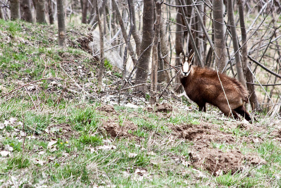意大利力量喇叭野生动物哺乳动物麂皮公园岩石山羊动物园男性图片