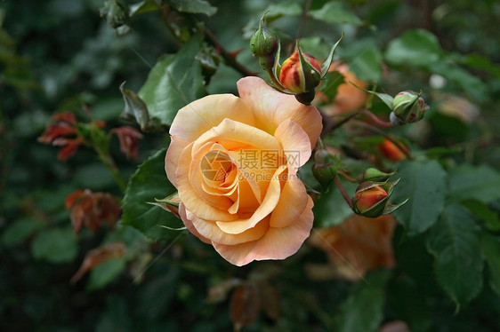 橙色玫瑰花花瓣植物绿色叶子礼物玫瑰美丽红色花园黄色图片