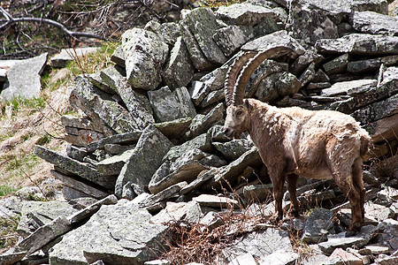 意大利阿尔卑斯山山羊荒野棕色动物群男性胡须喇叭野生动物动物岩石图片