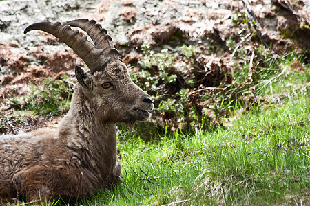 意大利阿尔卑斯山毛皮哺乳动物棕色胡须动物荒野野生动物男性食草动物群图片