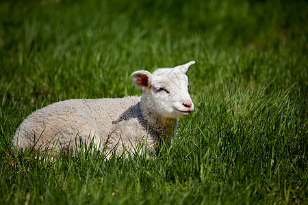 快乐的羊羔图片