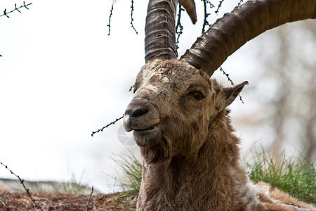 意大利阿尔卑斯山棕色食草胡须野生动物荒野哺乳动物动物男性山羊毛皮图片