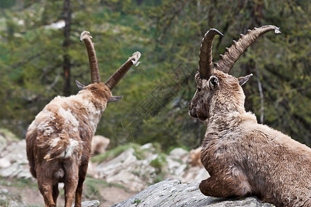 意大利阿尔卑斯山胡须野生动物食草动物群哺乳动物男性喇叭山羊荒野岩石图片