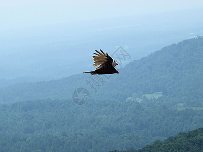 飞鹰翅膀动物荒野棕色捕食者鸟类天空野生动物猎人自然图片
