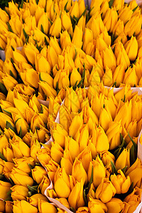 阿姆斯特丹花卉市场花店植物植物群园艺庆典花束季节性花园销售郁金香图片
