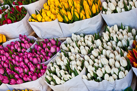 阿姆斯特丹花卉市场灯泡销售花束园艺庆典季节性花园植物群植物展示图片