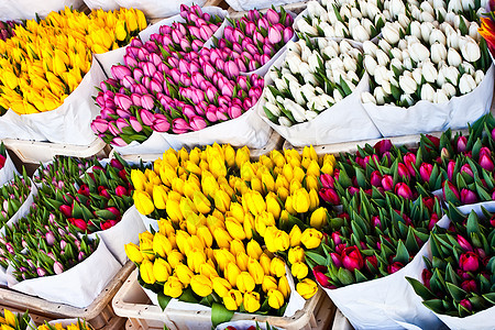 阿姆斯特丹花卉市场店铺庆典展示花束销售花园植物群园艺季节性灯泡图片