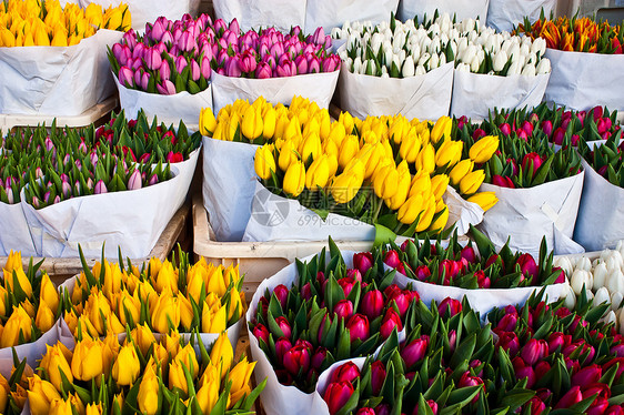 阿姆斯特丹花卉市场园艺展示花束季节性庆典销售植物花园灯泡花店图片