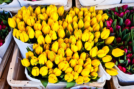阿姆斯特丹花卉市场庆典店铺植物群植物园艺展示季节性灯泡花园花店图片