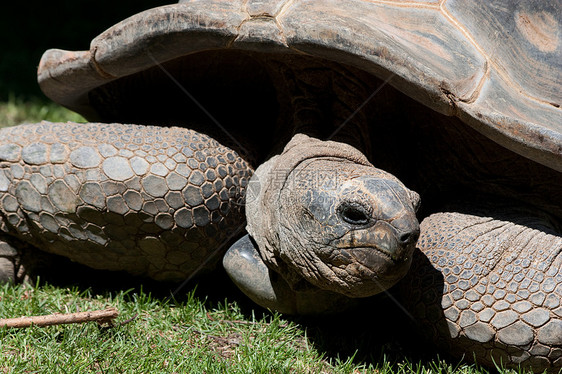 海龟异国公园荒野热带皮肤爬虫乌龟动物园野生动物情调图片