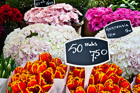 阿姆斯特丹花卉市场销售展示花束庆典店铺花园园艺灯泡植物群花店图片
