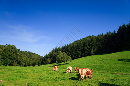 黄昏的日月中 有蓝天 在绿地上宰牛季节孤独农场树木蓝色风景全景美化公园奶牛图片