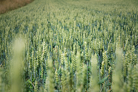 以蓝天空为背景的玉米田上新鲜绿色青玉米风景场地燕麦镜头问候语太阳收获谷物农场干草图片