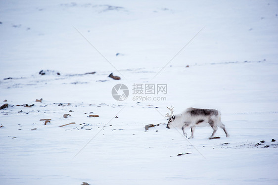 驯鹿吸引力荒野游客风景哺乳动物动物场景生存气候环境图片