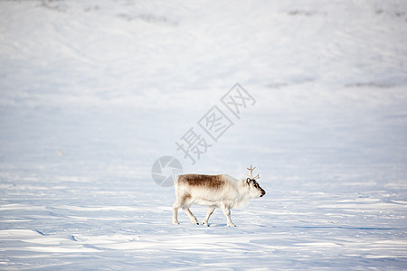 驯鹿动物荒野哺乳动物环境生存地形风景场景气候吸引力图片