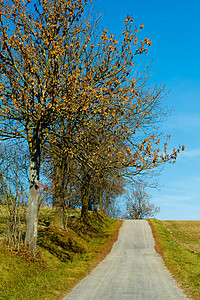 秋天有黄树的路叶子环境季节木头风景森林蓝色黄色小路树叶图片
