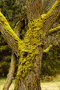 树干上亮绿色的绿苔青草植物植被苔藓团块地衣森林菌类树木生长棕色图片