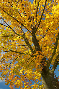 秋树树木头树叶场地胡同风景树梢环境国家生活橙子图片