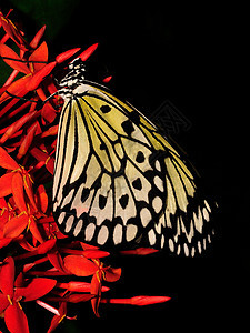 蝴蝶宏昆虫漏洞花园翅膀君主花蜜蝴蝶航班叶子天线图片