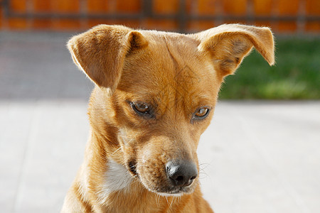 狗舌头棕色眼睛后院场地手表花园爆头猎犬犬类图片