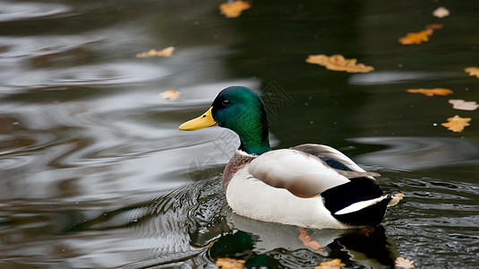 鸭子野生动物动物游泳荒野池塘绿色图片