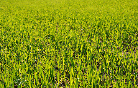 小麦土地培育施肥踪迹国家晴天生活农场植物农村图片