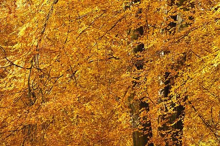 秋天的树植物红色橡木黄色橙子叶子背景图片