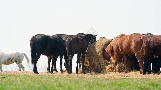 马匹农田环境生活土地牧场哺乳动物农场爬坡场地稻草图片