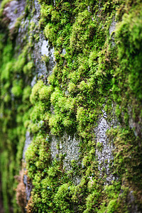 单位数国家植物人行道公园森林岩石山脉越野自由树木图片