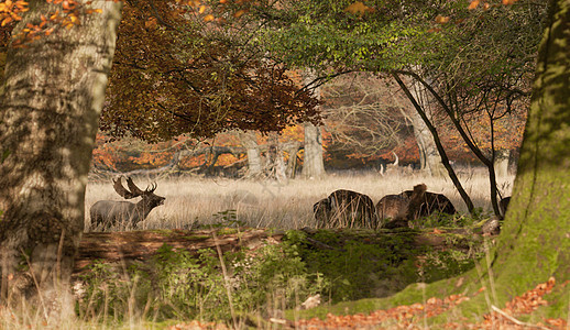 秋天树下坠落的雄鹿和雌鹿红色地面阴影男性隐藏哺乳动物木头女性图片