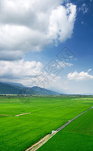 青蓝天空和白云的绿田生长农业稻田国家农村种植园土地草原风景植物图片