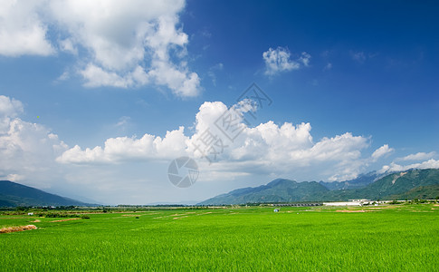 青蓝天空和白云的绿田农村种植园农场稻田风景地平线国家粮食热带农业图片