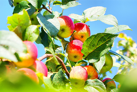 红色 活动苹果树分支机构树叶农场农田食物绿色水果红色季节叶子背景
